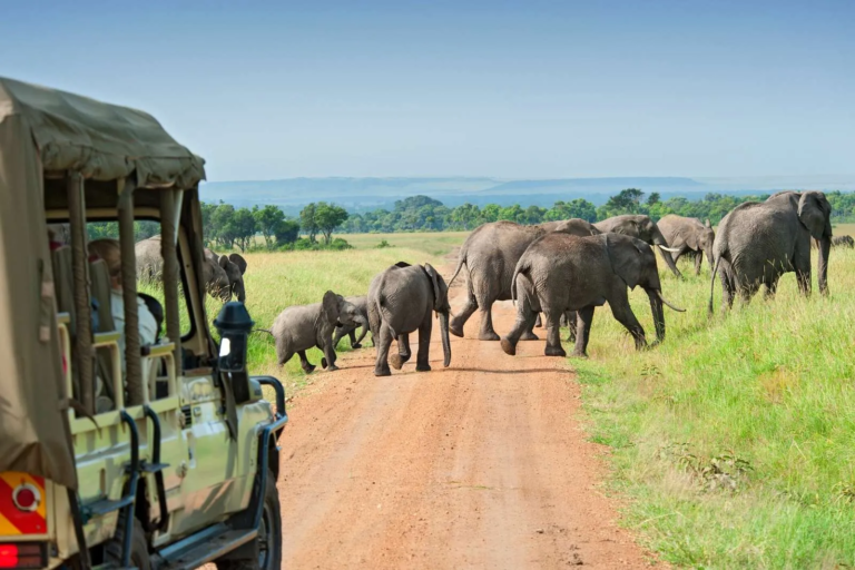 darlingtonsafaris