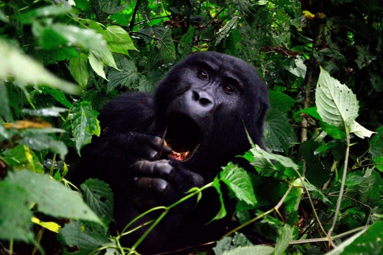 gorilla-gorillaexperience-darlingtonsafaris