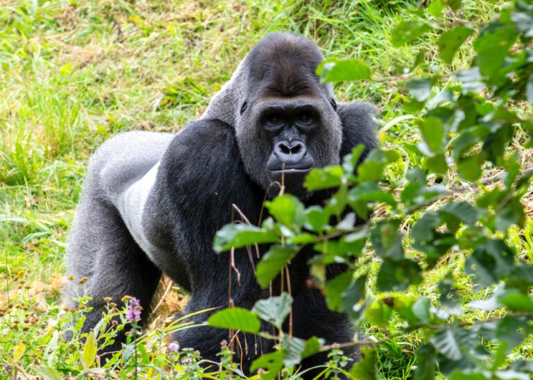 BwindiGorilla
