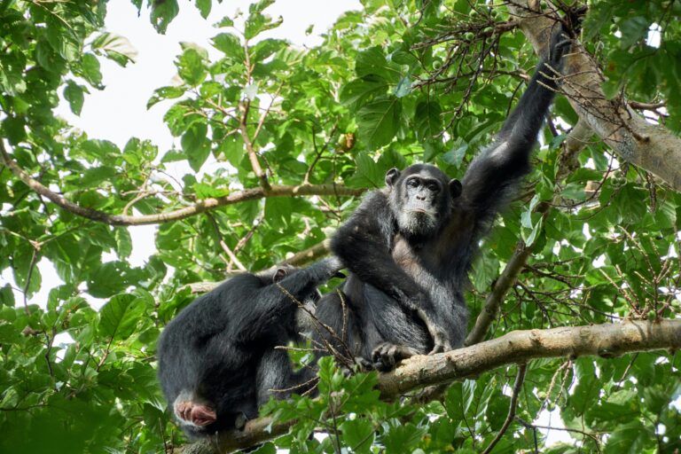 ChimpsUganda1