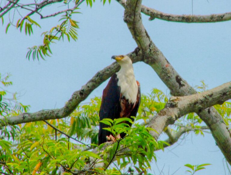 Darlingtonsafaris-birding