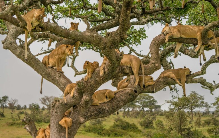 Manyara-serengeti-national-park
