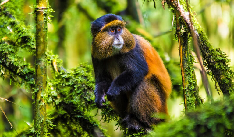 Rwanda-golden-monkey