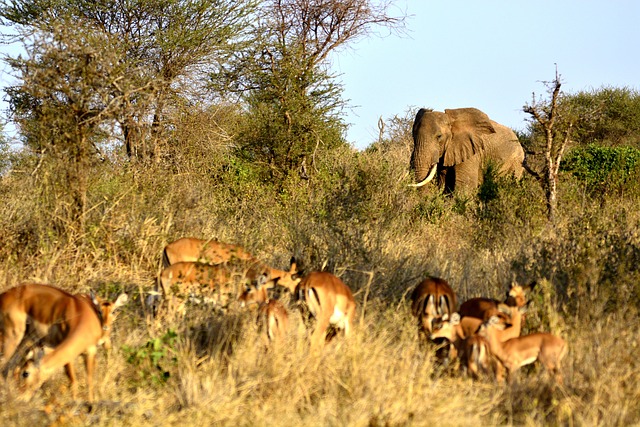 elephant-DarlingtonSafaris