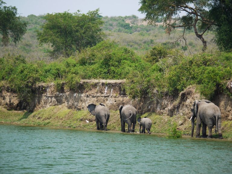 elephants-1535877_1920