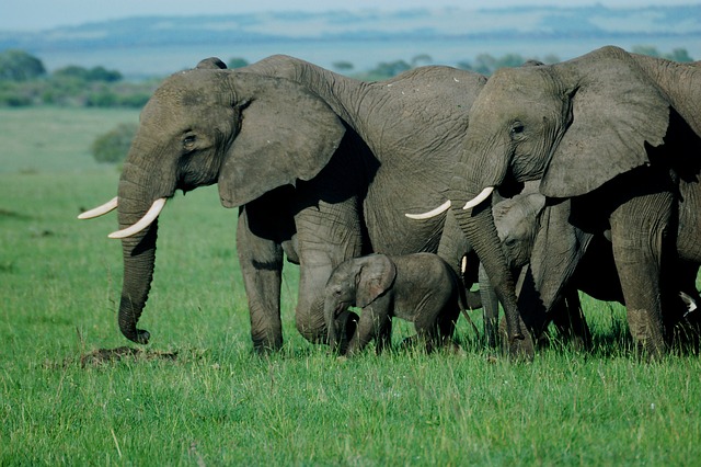 elephants-DarlingtonSafaris