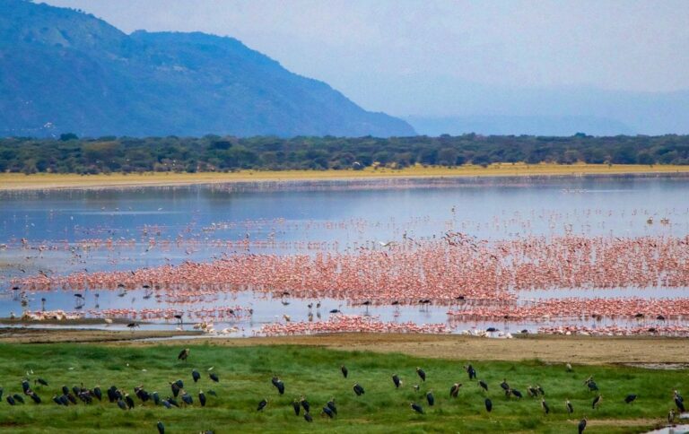 lake-manyara-flamingos