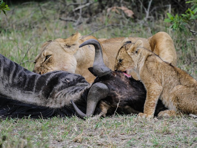 lion-DarlingtonSafaris