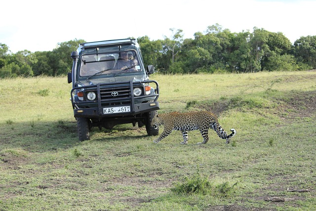 masai-mara-DarlingtonSafaris