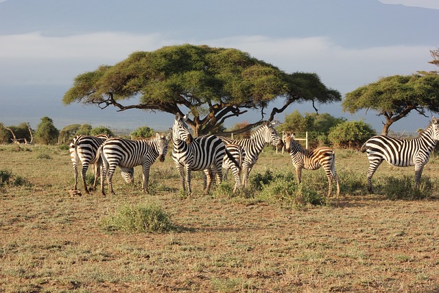 safari-DarlingtonSafaris
