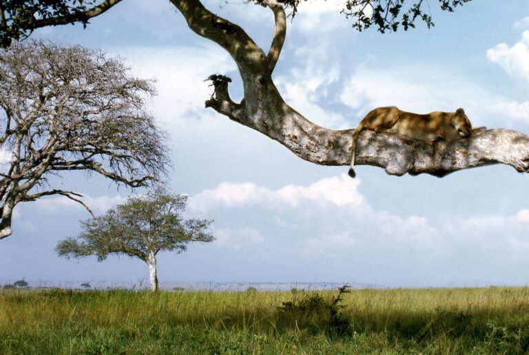 uganda-Lion