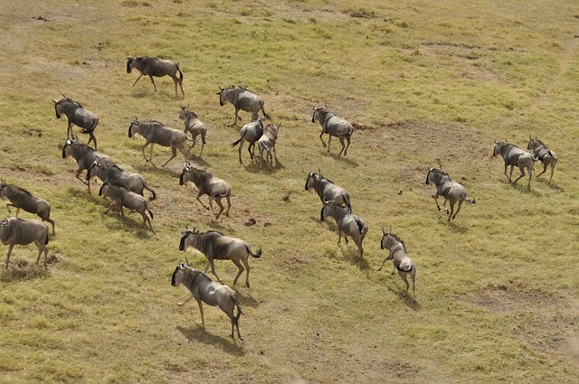 wildebeest-migration-DarlingtonSafaris