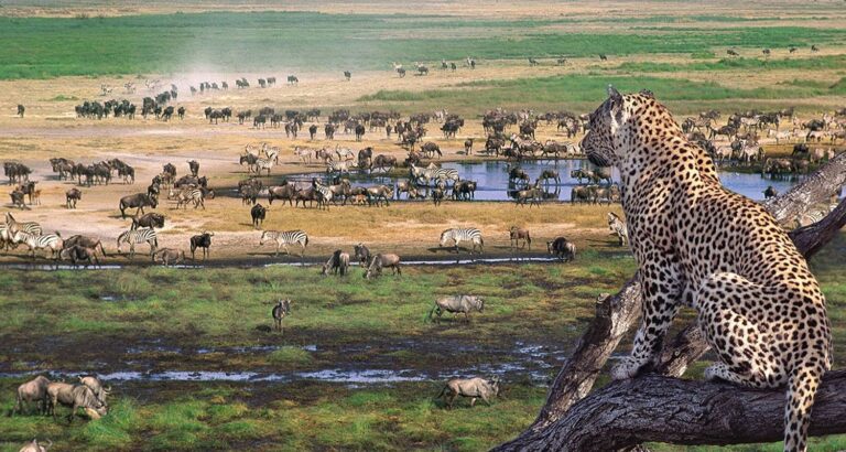 DarlingtonSafaris-Tarangire-wildlife