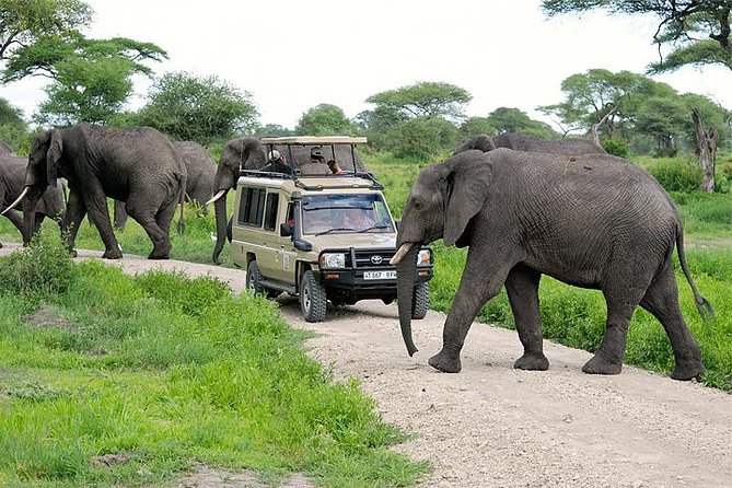 DarlingtonSafaris-Tarangire