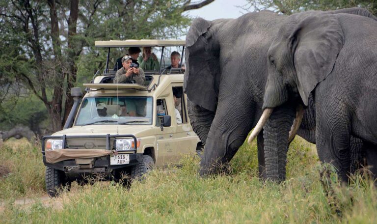 tarangire-national-NP-Darlintomsafaris