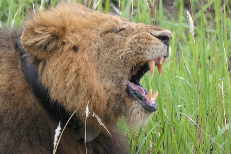 DarlingtonSafaris-lion