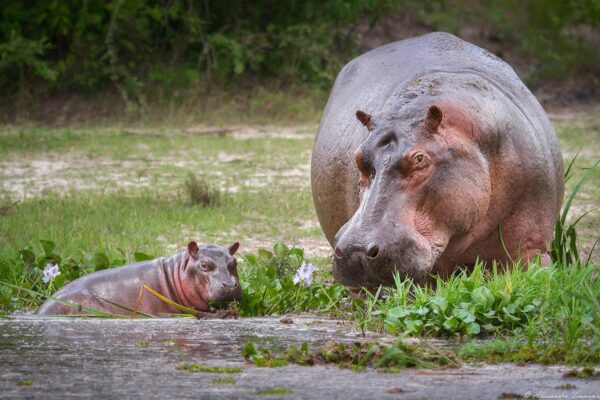 3 Days Murchison falls Safari