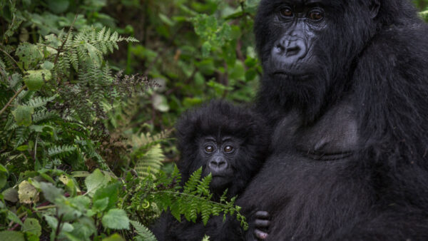 3 Days Rwanda to uganda Gorilla Trekking tour