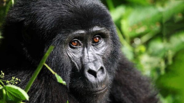5 days gorilla tracking expedition in Uganda