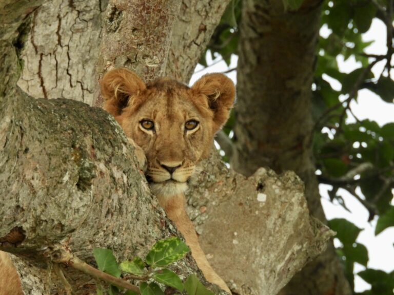 climbing lions in uganda