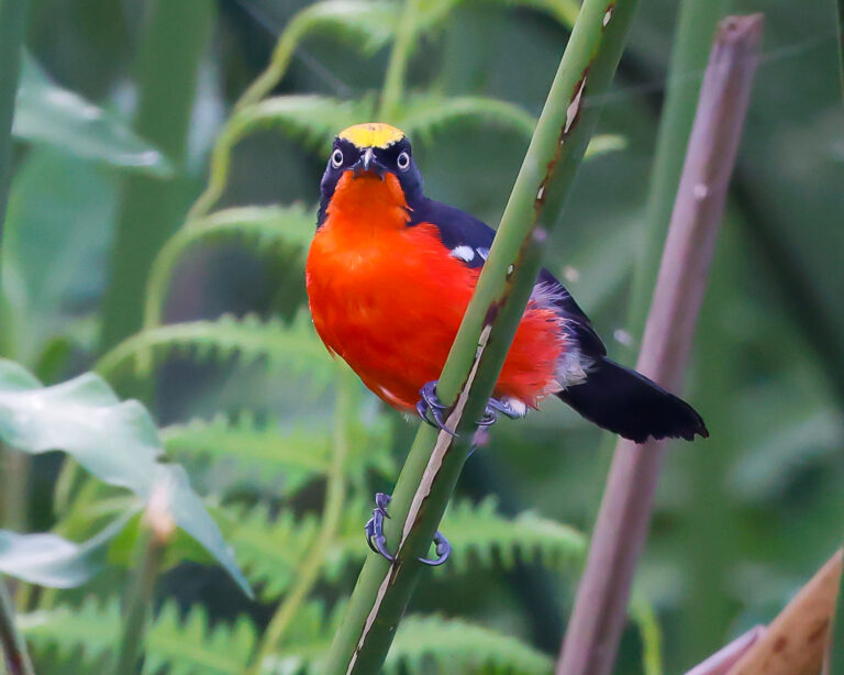 birding in uganda