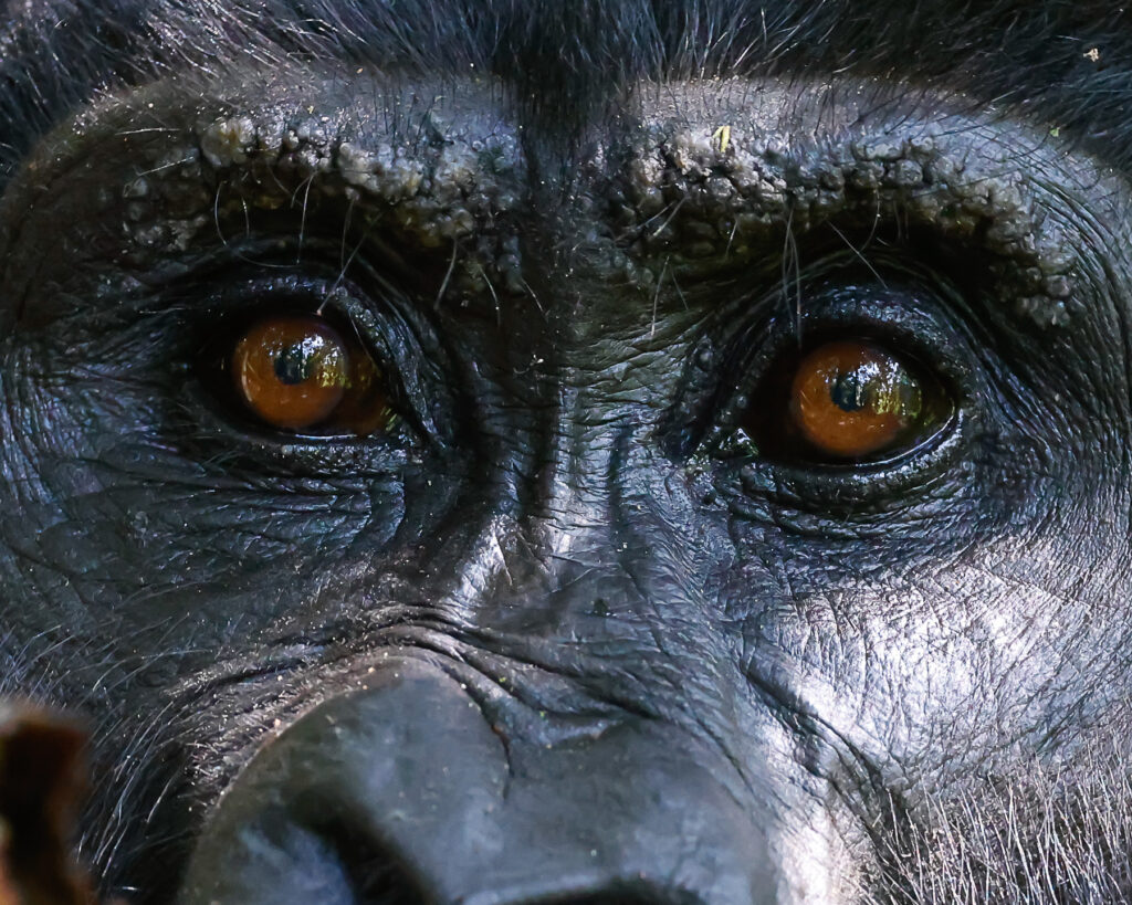 gorilla trekking safari