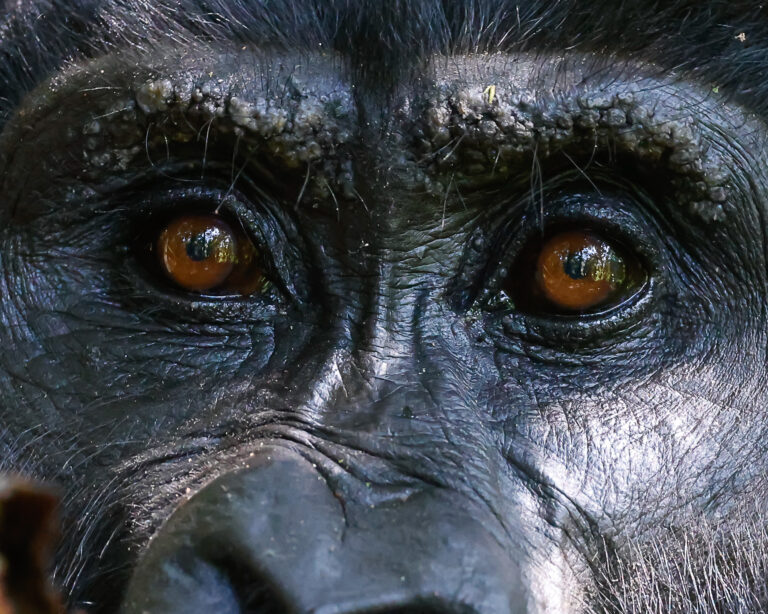 gorilla trekking safari