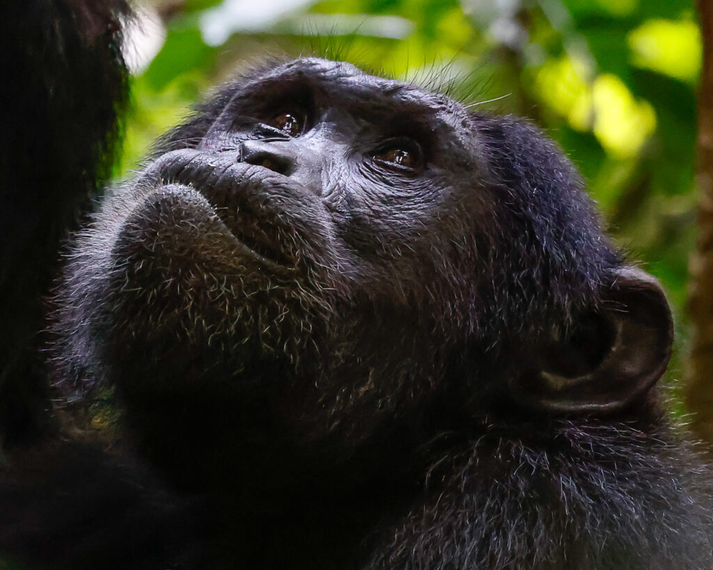 chimpazee in nyugwe forest national park