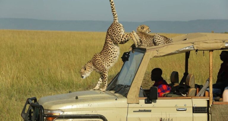 masai-mara-safari-kenya