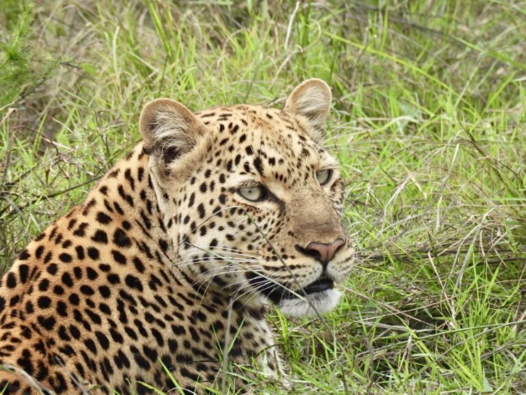 Game drive safari in Murchison falls national park